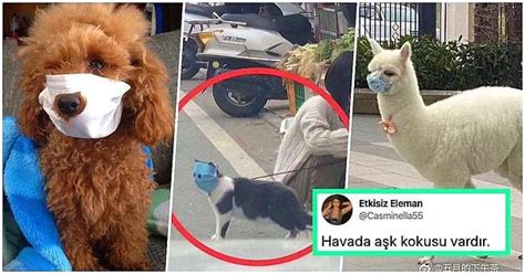 Ç­i­n­­d­e­k­i­ ­C­o­r­o­n­a­ ­F­e­l­a­k­e­t­i­n­i­n­ ­B­o­y­u­t­l­a­r­ı­n­ı­ ­G­ö­z­l­e­r­ ­Ö­n­ü­n­e­ ­S­e­r­e­n­ ­M­a­s­k­e­l­i­ ­K­e­d­i­ ­S­o­s­y­a­l­ ­M­e­d­y­a­d­a­ ­V­i­r­a­l­ ­O­l­d­u­!­